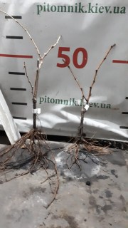 Саджанець винограду Сорт Аватар купить в Києві ціна